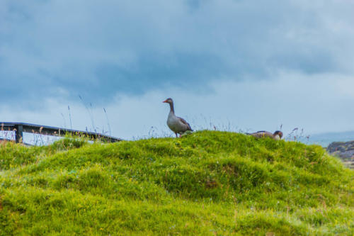 Thingvellir. Iceland