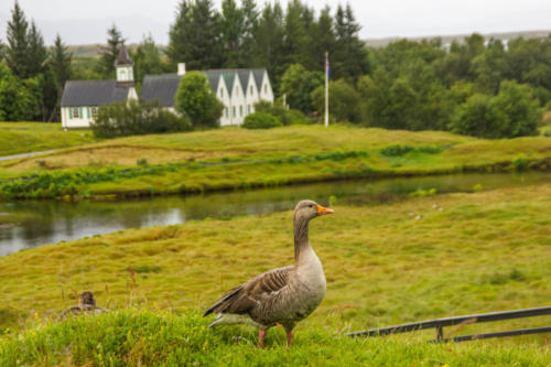 Thingvellir. Iceland